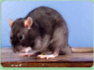 rat control Greenhill
