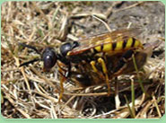 wasp control Greenhill