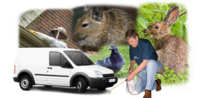 Greenhill local van